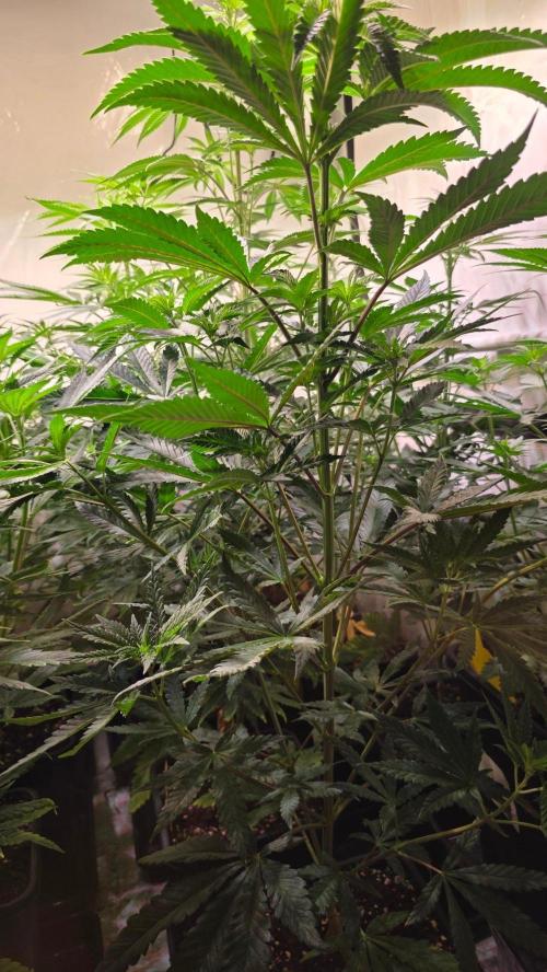 Ztrawberry. Week 7