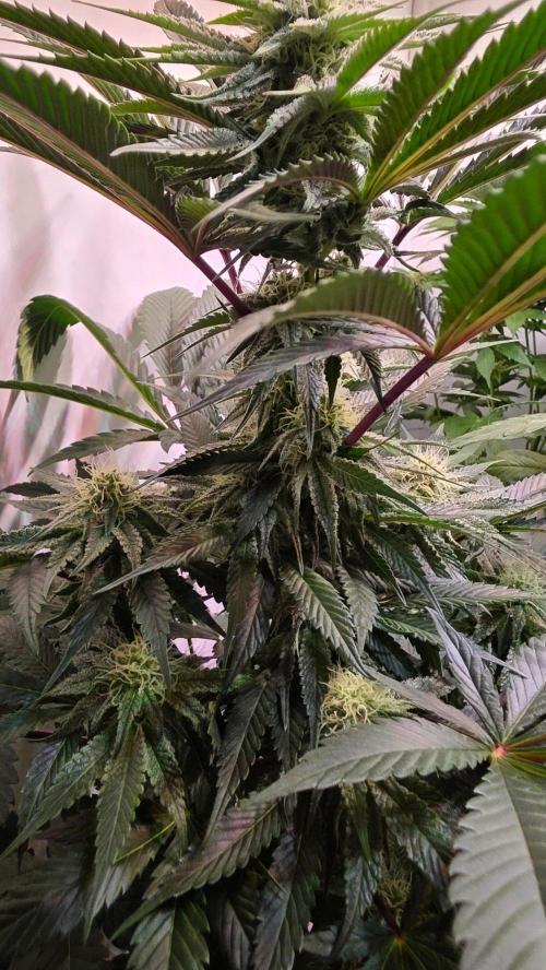 Sunset Peach. Week 8