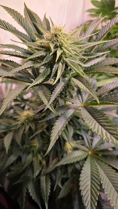 Sunset Peach. Week 8