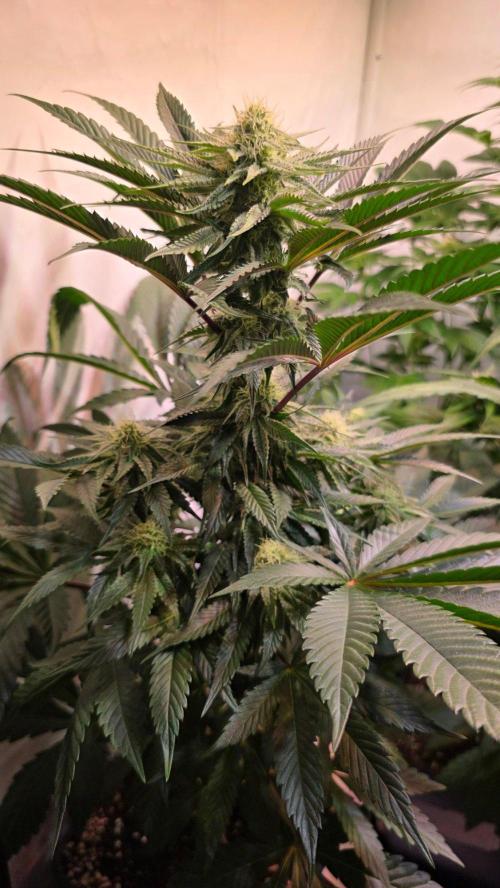 Sunset Peach. Week 8