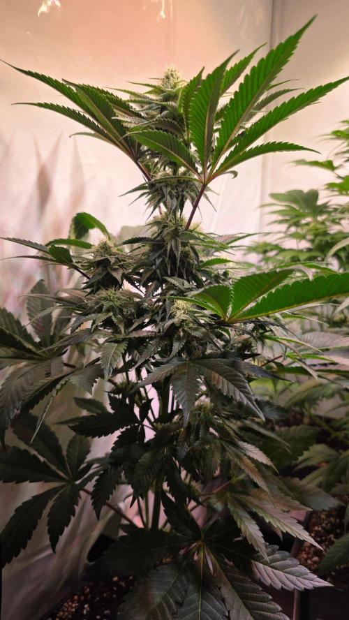 Sunset Peach. Week 8