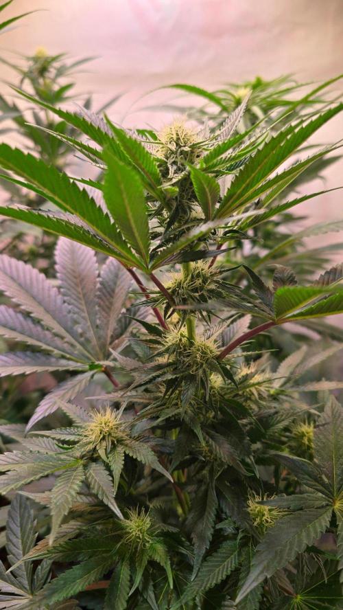 Sunset Peach. Week 8