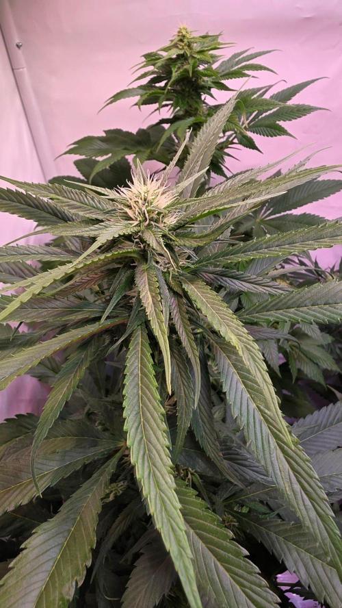 Papaya Jealousy. Week 8