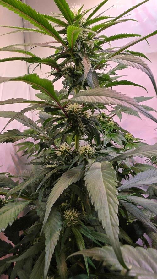 Papaya Jealousy. Week 8
