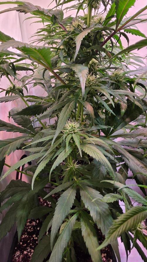 Papaya Jealousy. Week 8