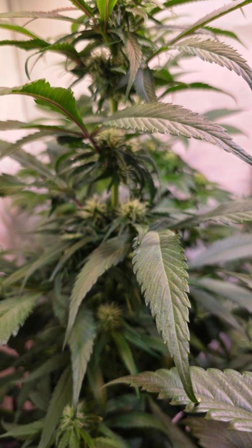Papaya Jealousy. Week 8