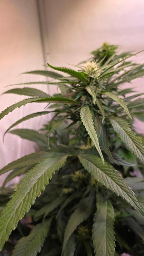 Papaya Jealousy. Week 8