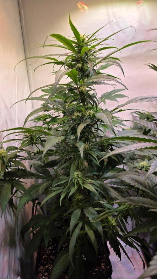 Ambient Q80+. Week 8