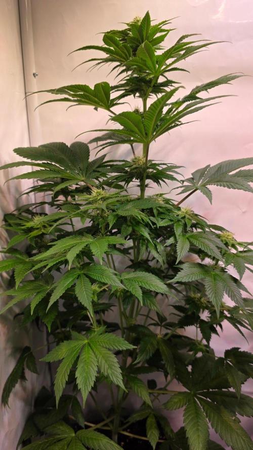 Dosimosa. Week 8