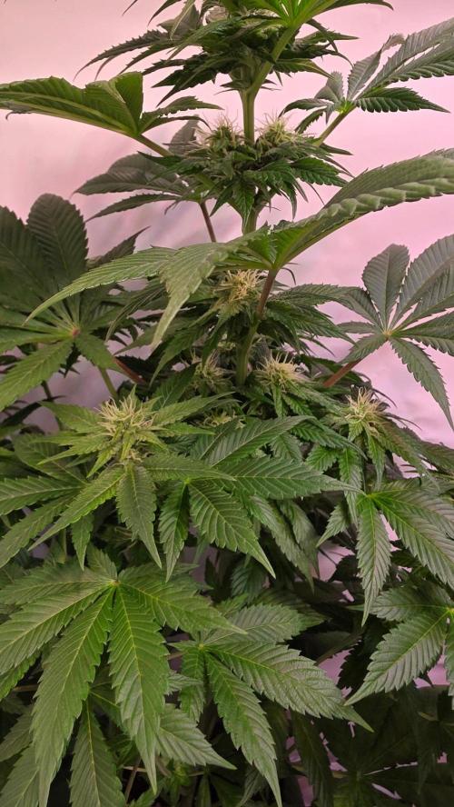 Dosimosa. Week 8