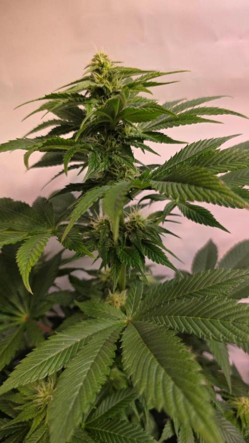 Dosimosa. Week 8