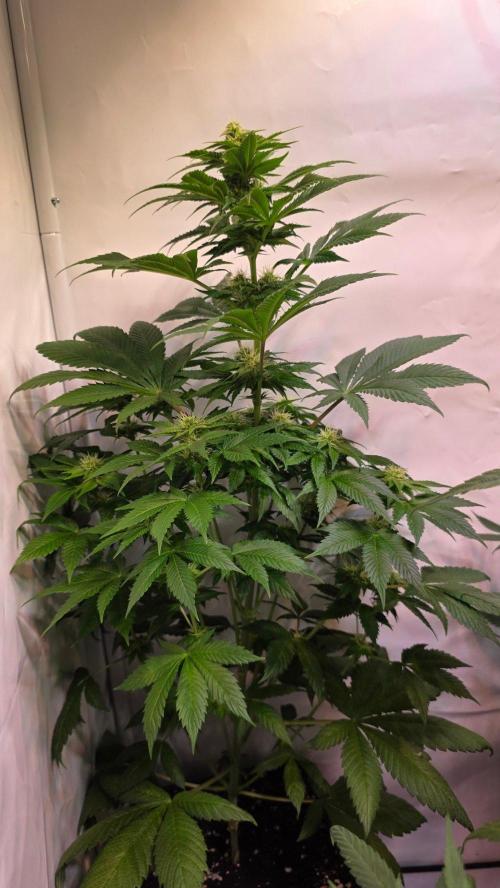 Dosimosa. Week 8