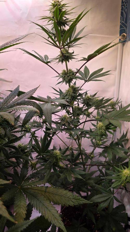 Black Cherry Punch. Week 8
