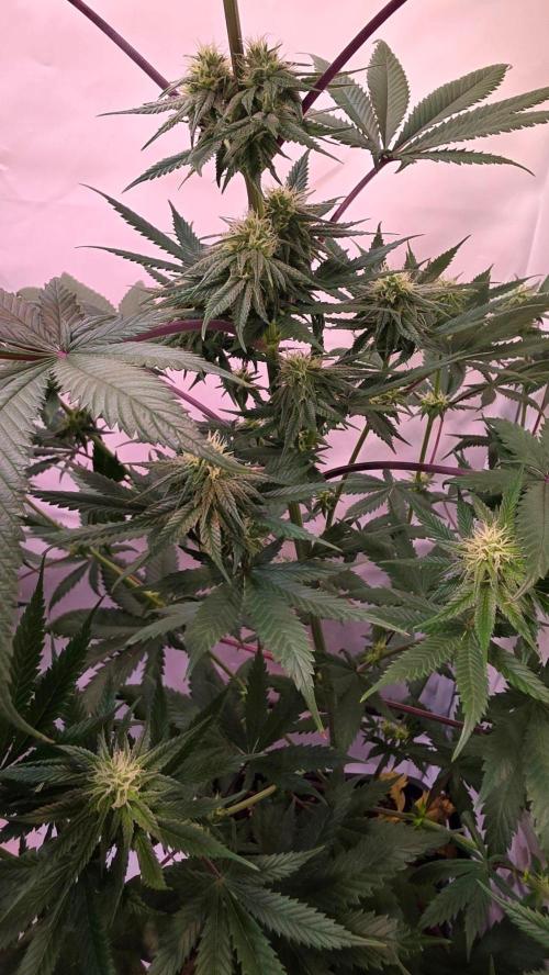 Black Cherry Punch. Week 8