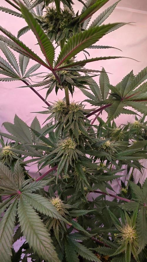 Black Cherry Punch. Week 8
