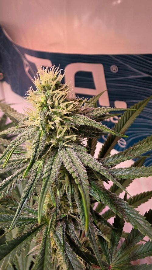 Purple Lemonade. Week 8