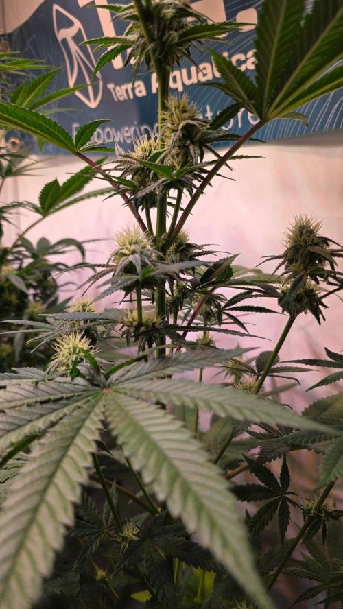 Purple Lemonade. Week 8