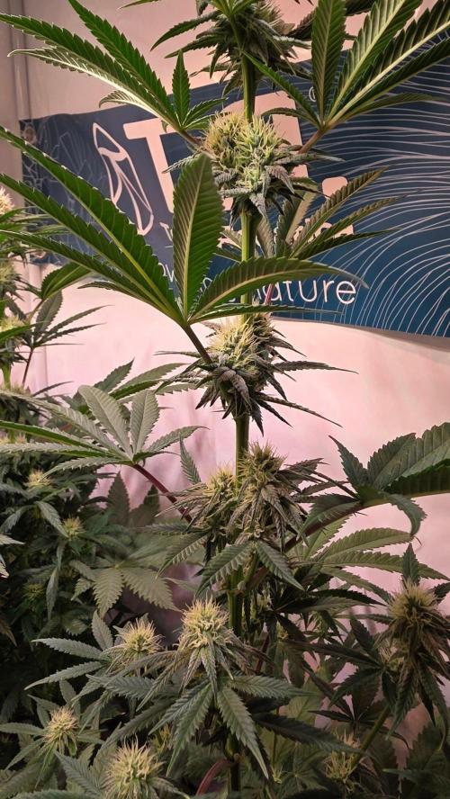 Purple Lemonade. Week 8