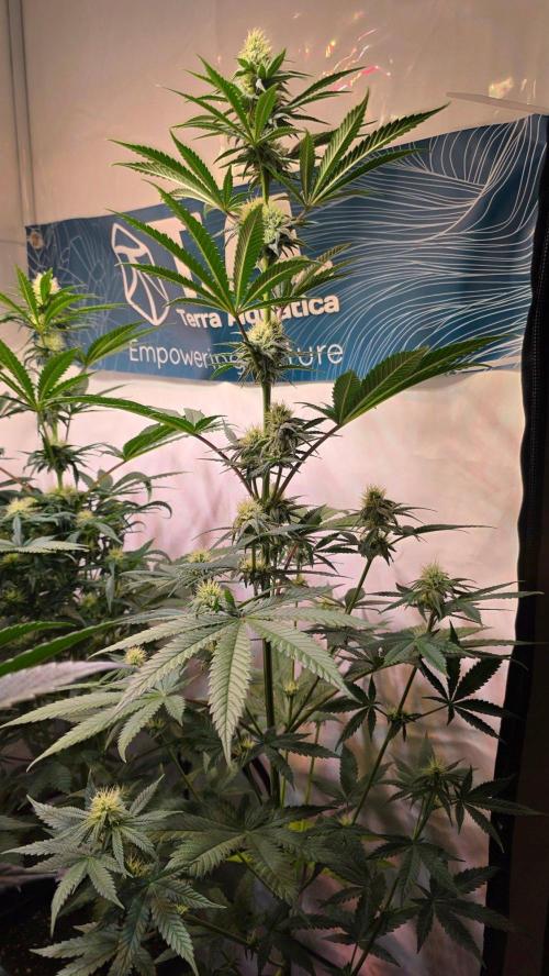 Purple Lemonade. Week 8