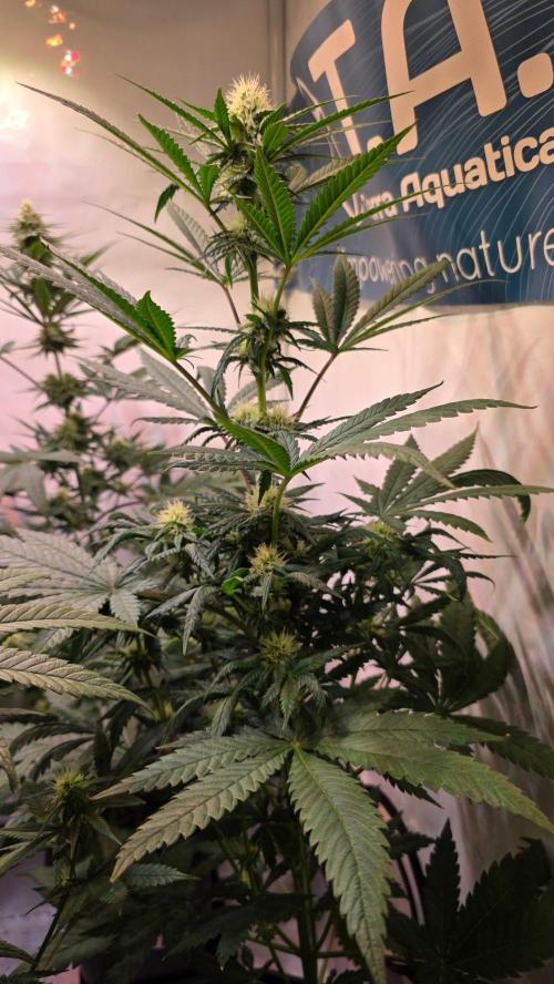 Mandarin Cookies. Week 8