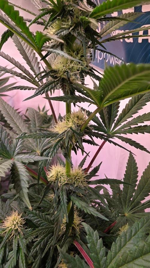 Mandarin Cookies. Week 8