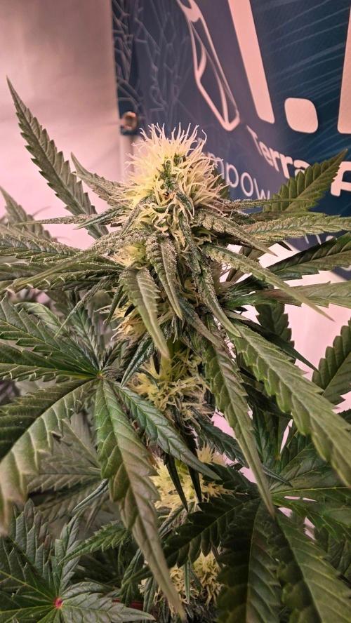 Mandarin Cookies. Week 8
