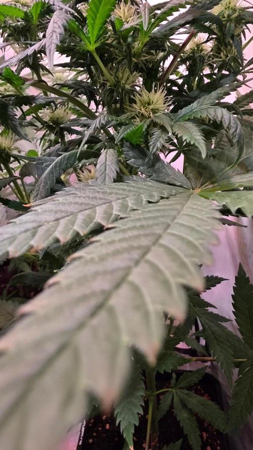 Mandarin Cookies. Week 8