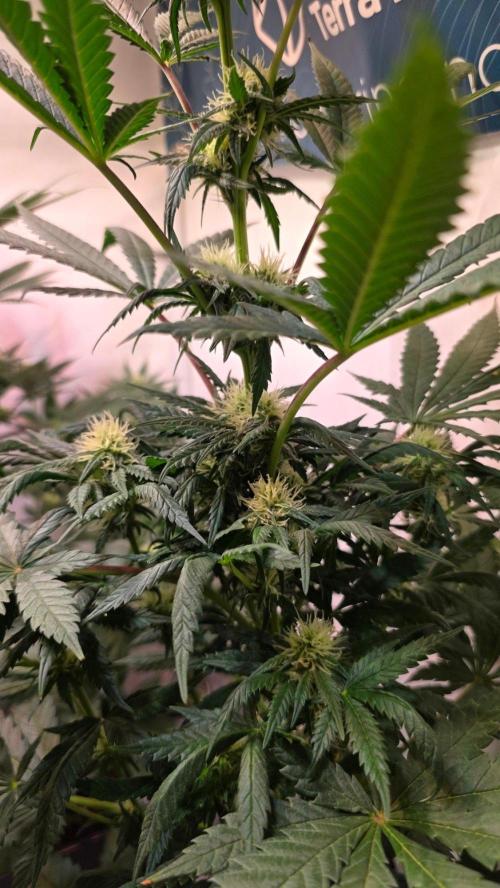 Mandarin Cookies. Week 8