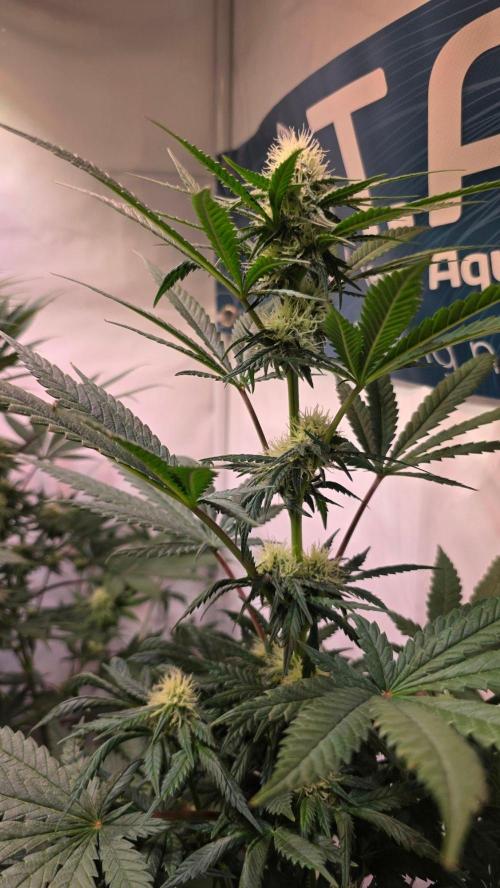 Mandarin Cookies. Week 8