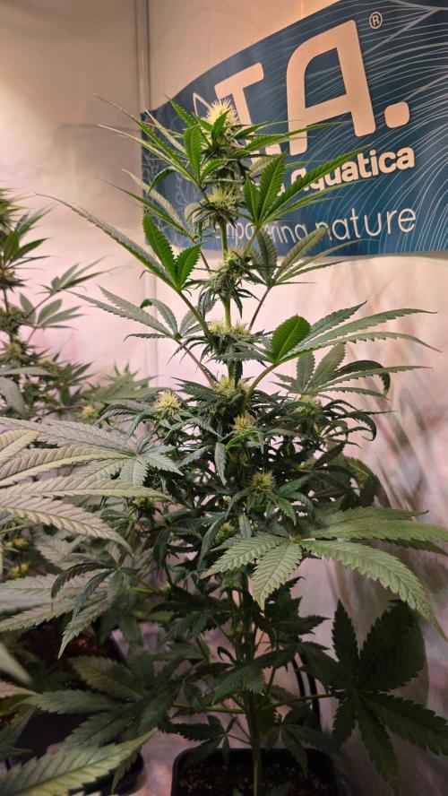 Mandarin Cookies. Week 8