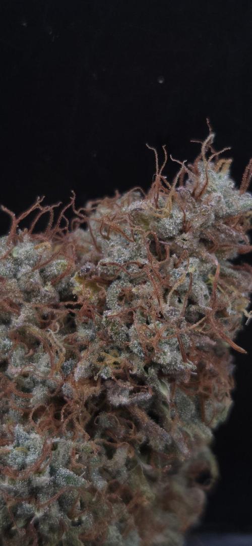 Violett Face Auto. Week 12