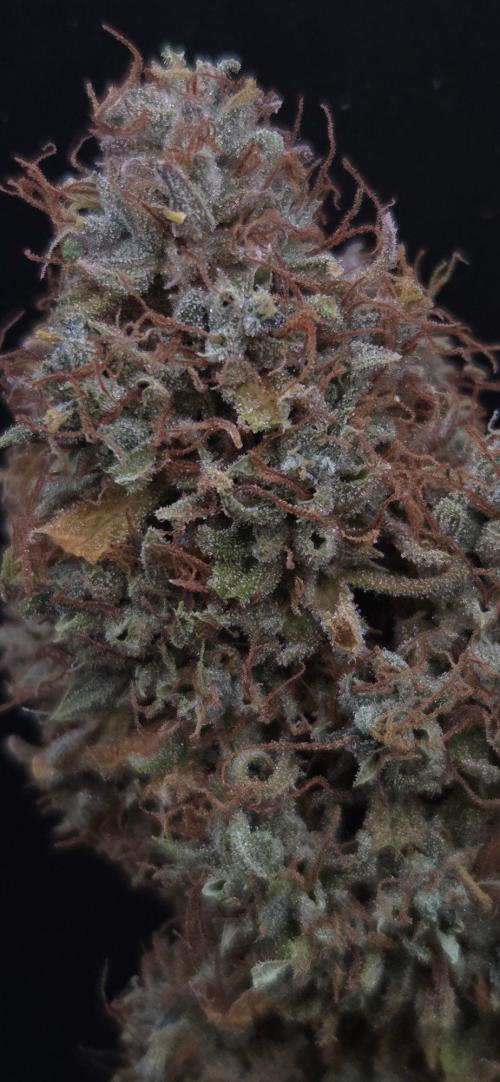 Violett Face Auto. Week 12