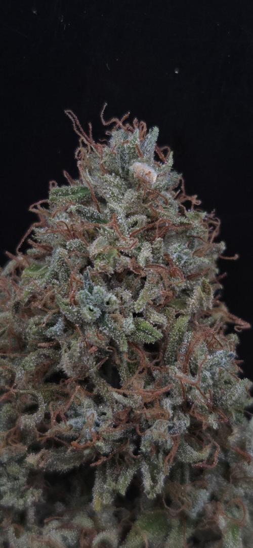 Violett Face Auto. Week 12