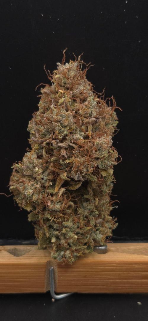 Violett Face Auto. Week 12