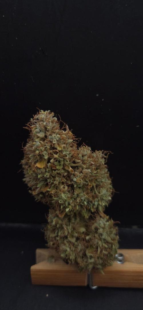 Violett Face Auto. Week 12