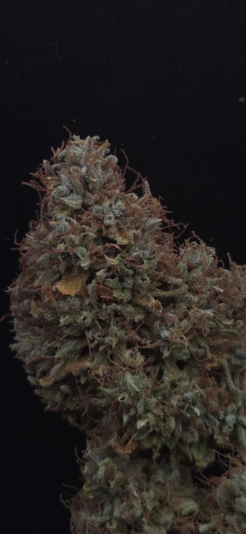 Violett Face Auto. Week 12
