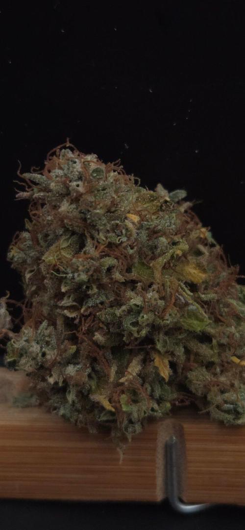 Violett Face Auto. Week 12