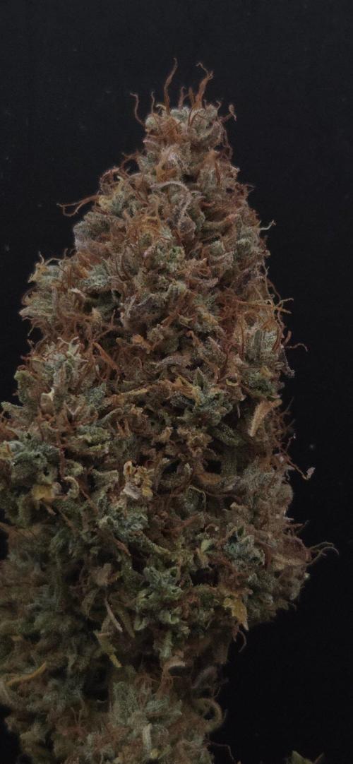 Violett Face Auto. Week 12