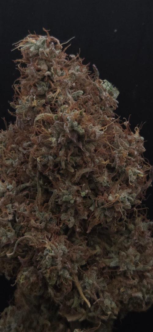 Violett Face Auto. Week 12
