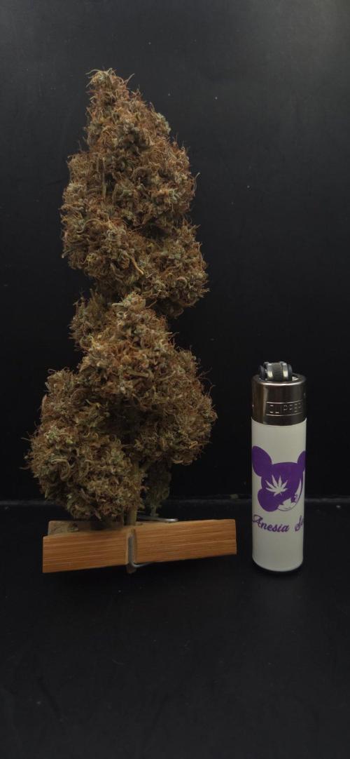 Violett Face Auto. Week 12