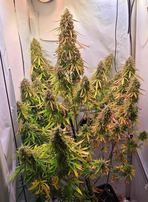 Violett Face Auto. Week 12