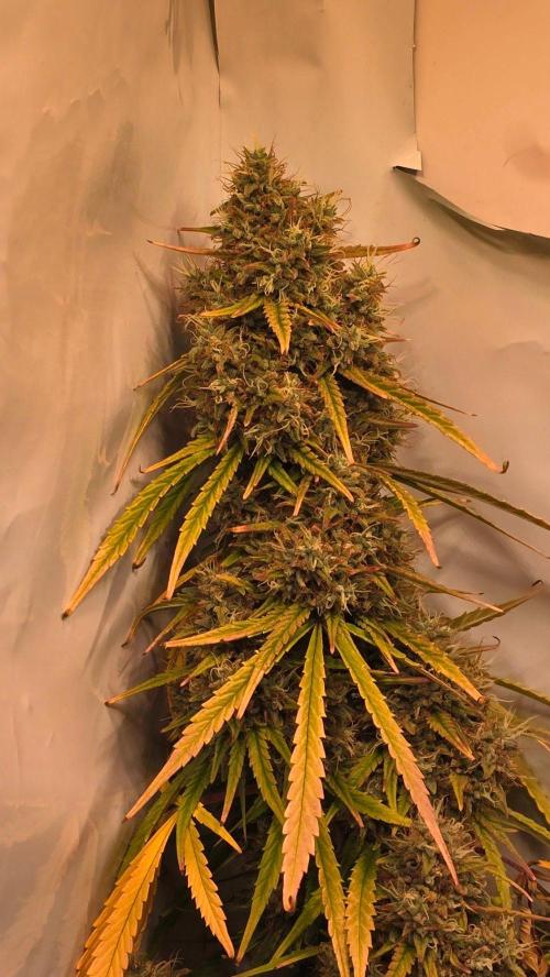 Violett Face Auto. Week 12