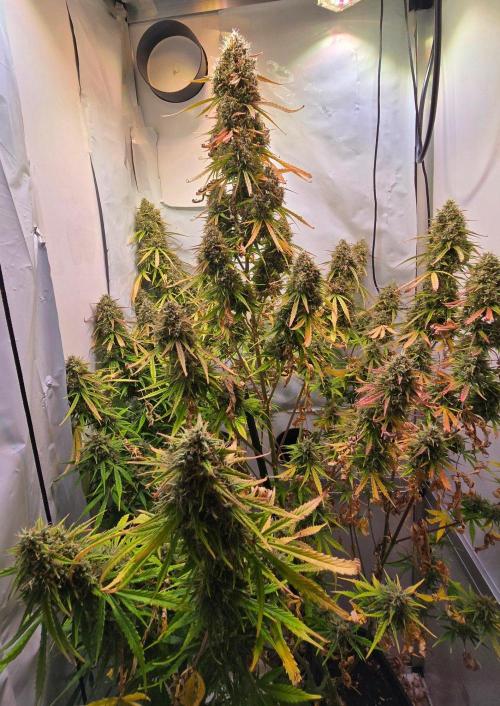 Violett Face Auto. Week 12