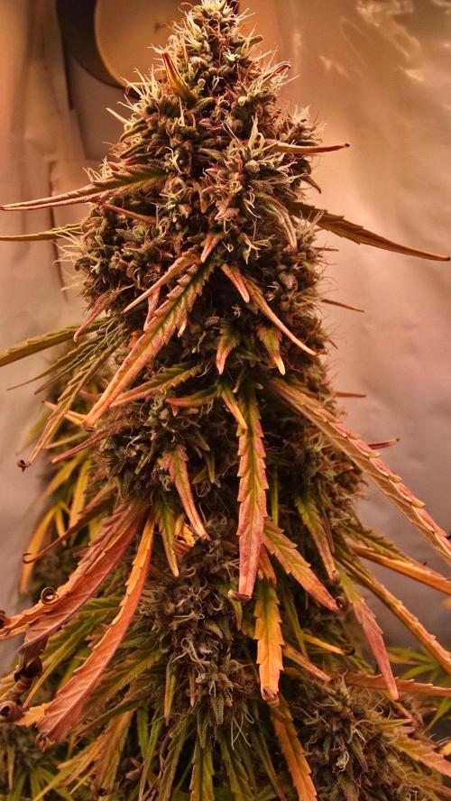 Violett Face Auto. Week 12
