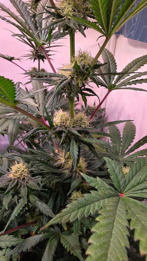 Mandarin Cookies. Week 9