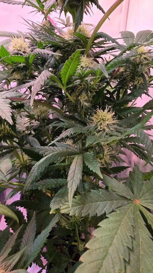 Mandarin Cookies. Week 9