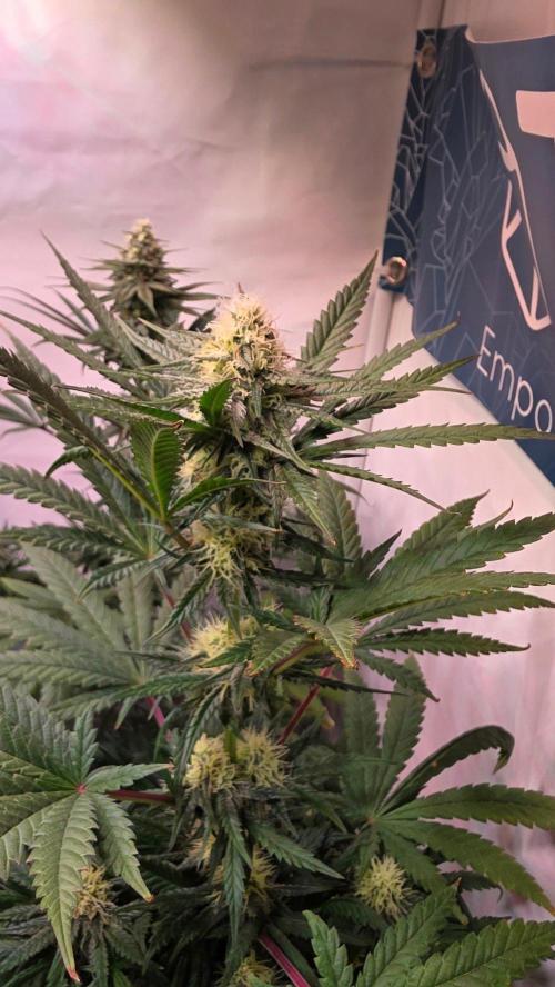 Mandarin Cookies. Week 9