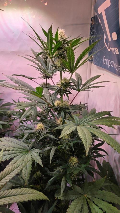 Mandarin Cookies. Week 9