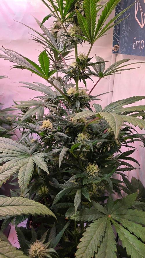 Mandarin Cookies. Week 9