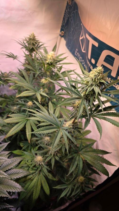 Purple Lemonade. Week 9